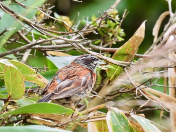 Meadow Bunting 赤城山 Sun, 8/27/2023