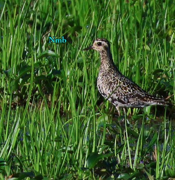 Pacific Golden Plover Unknown Spots Unknown Date