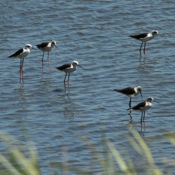 セイタカシギ 東京港野鳥公園 2023年9月1日(金)