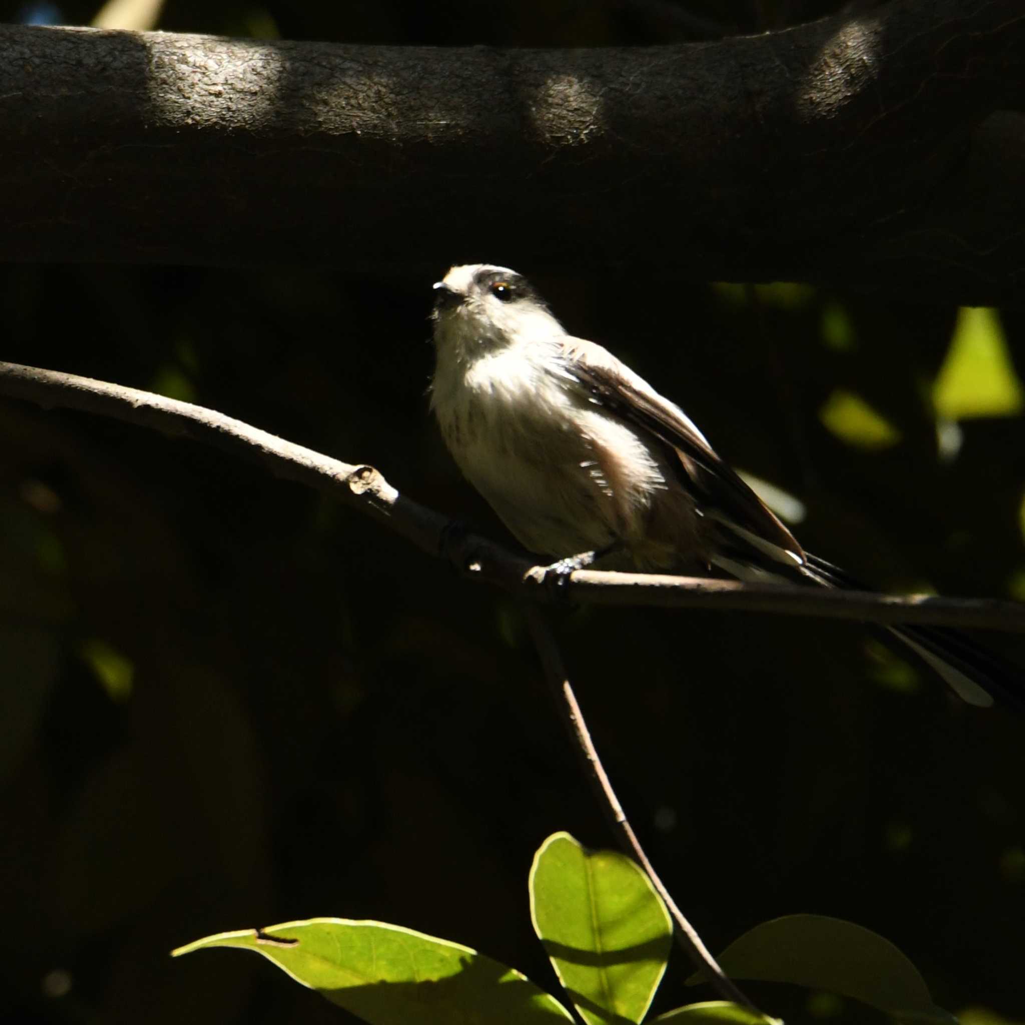 東京港野鳥公園 エナガの写真 by エスパシオ