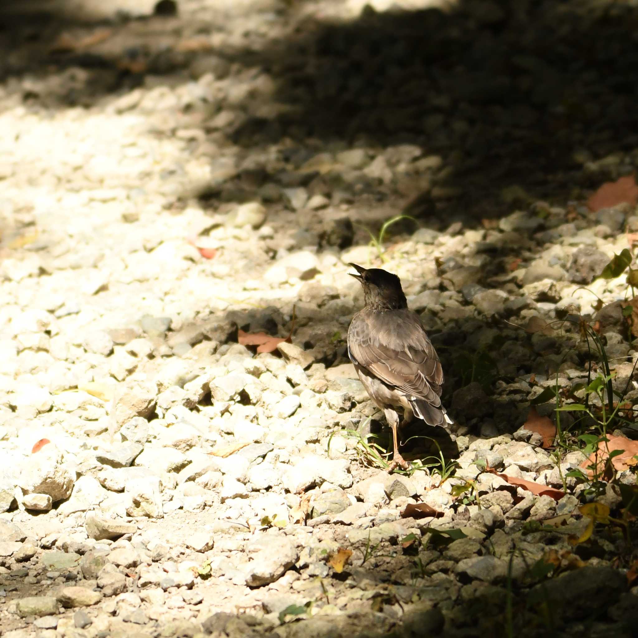 東京港野鳥公園 コムクドリの写真 by エスパシオ