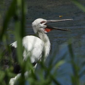 コウノトリ 東京港野鳥公園 2023年9月1日(金)