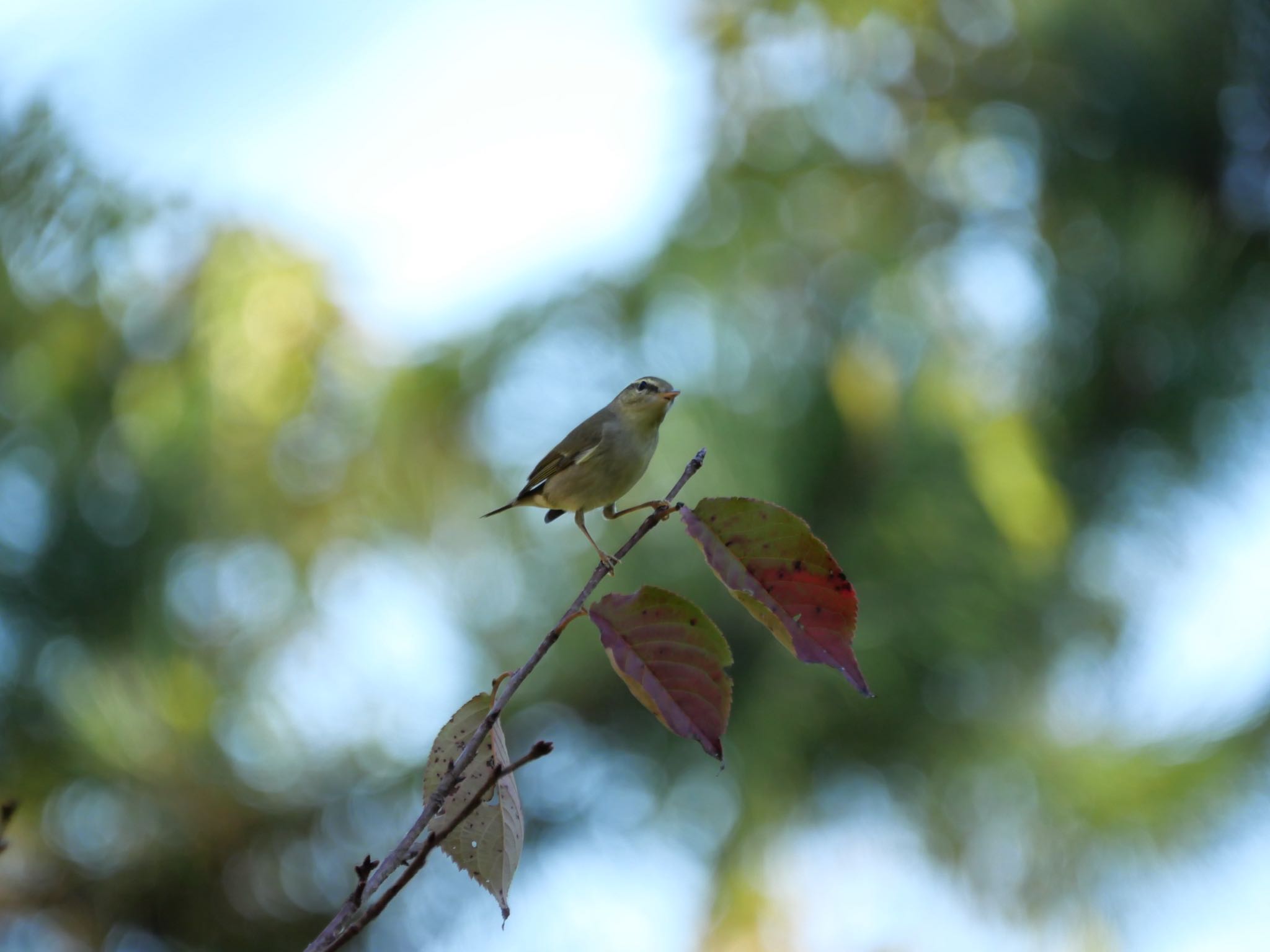 杁ヶ池公園 オオムシクイの写真 by オヤニラミ