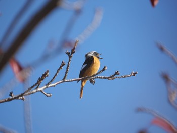 Daurian Redstart 杁ヶ池公園 Wed, 11/2/2022