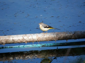 Grey Wagtail 杁ヶ池公園 Wed, 11/2/2022