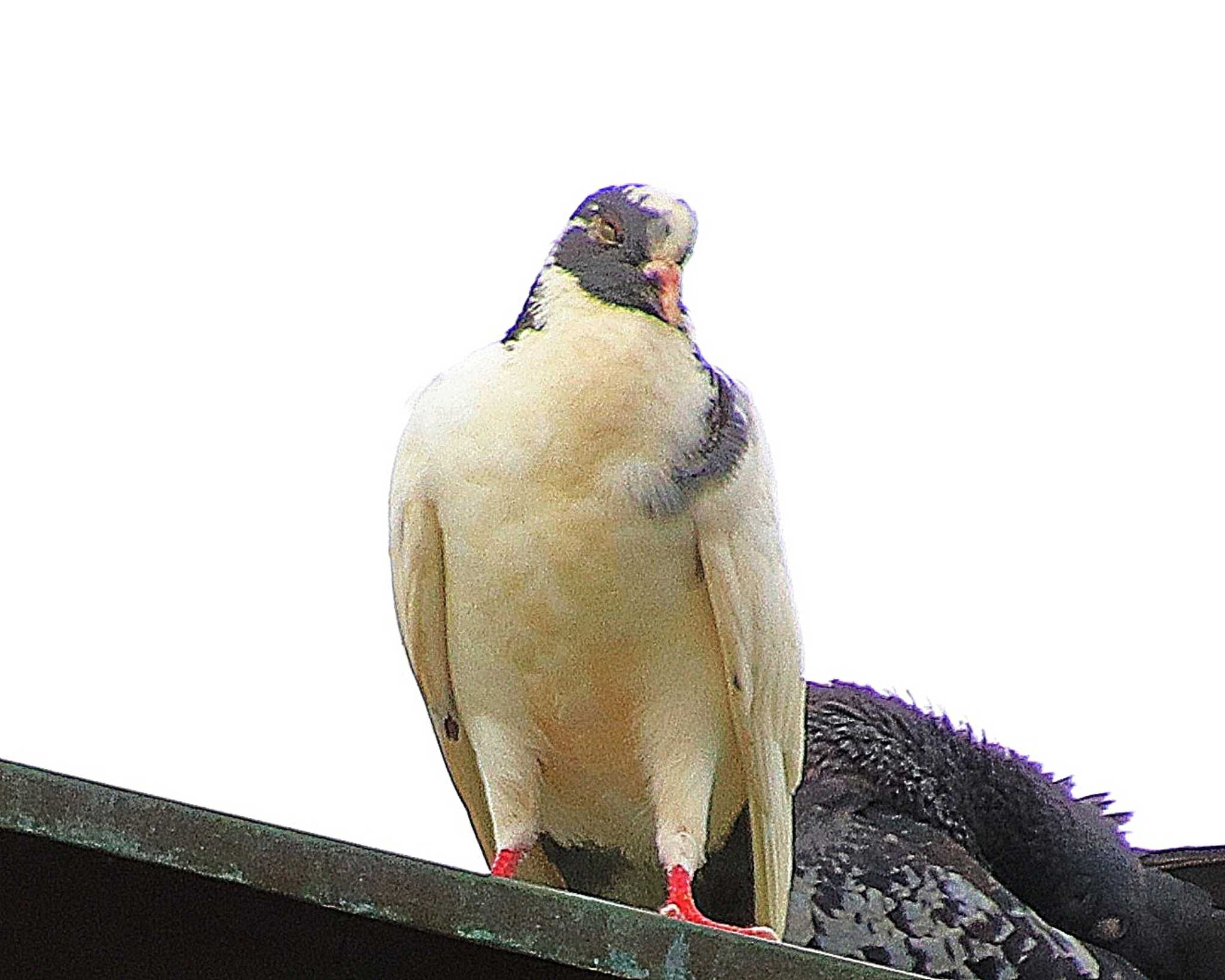 Rock Dove