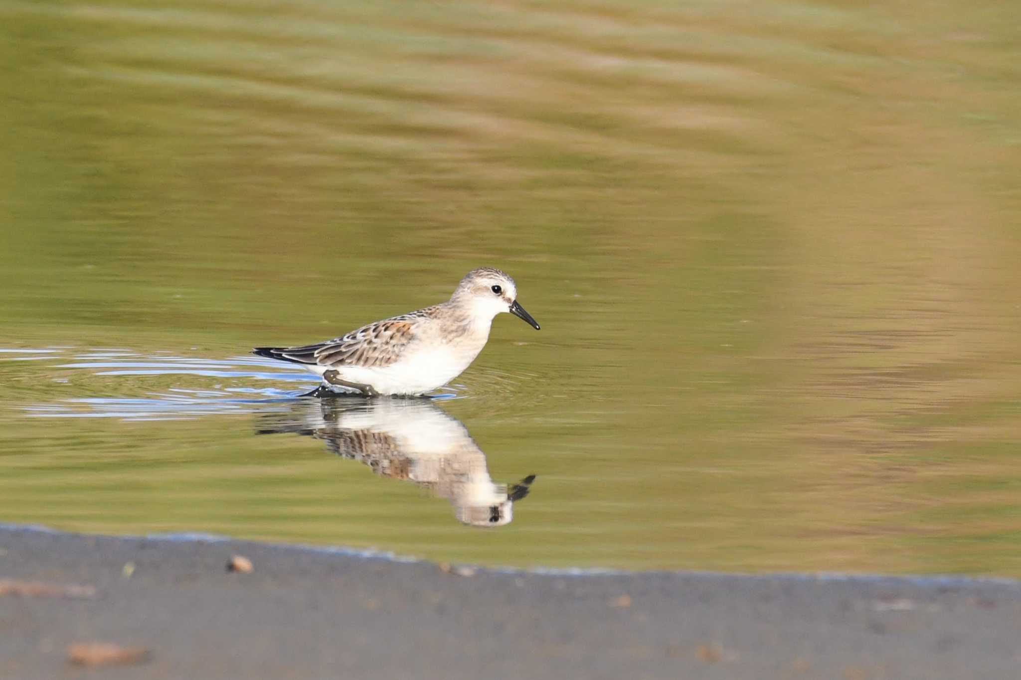 Photo of Red-necked Stint at 千里浜(石川県羽咋市) by Semal