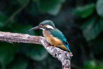 Common Kingfisher 真岡井頭公園 Sun, 8/5/2018