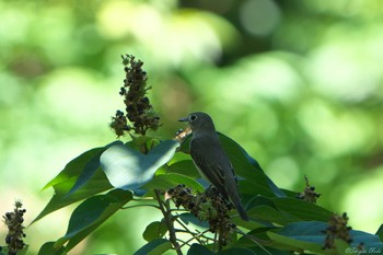 Asian Brown Flycatcher 明石市 Sun, 8/27/2023