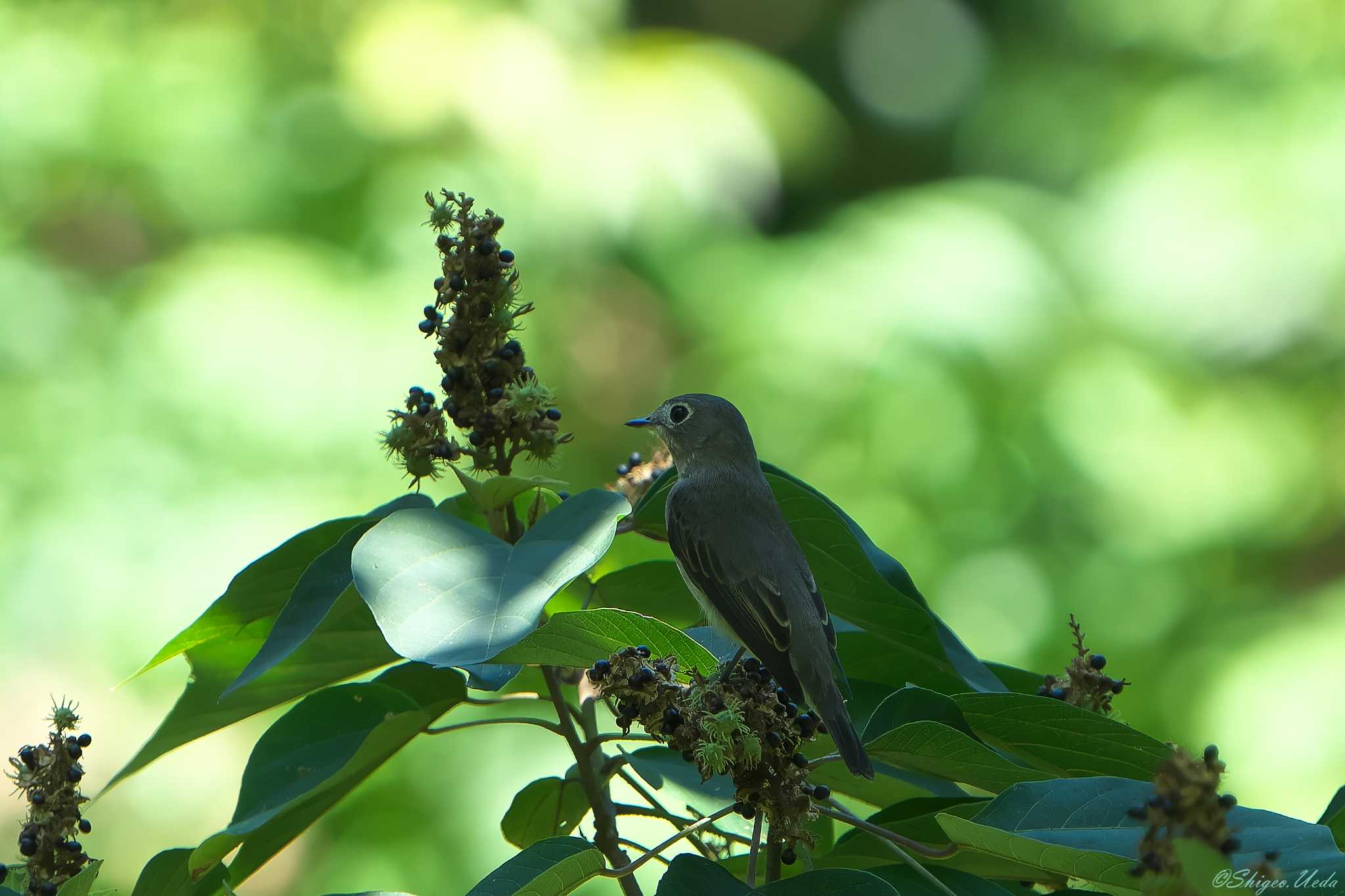 Photo of Asian Brown Flycatcher at 明石市 by 禽好き