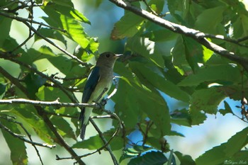 Blue-and-white Flycatcher 明石市 Sun, 8/27/2023