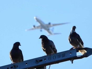 Rock Dove マイフィールドa Fri, 9/1/2023