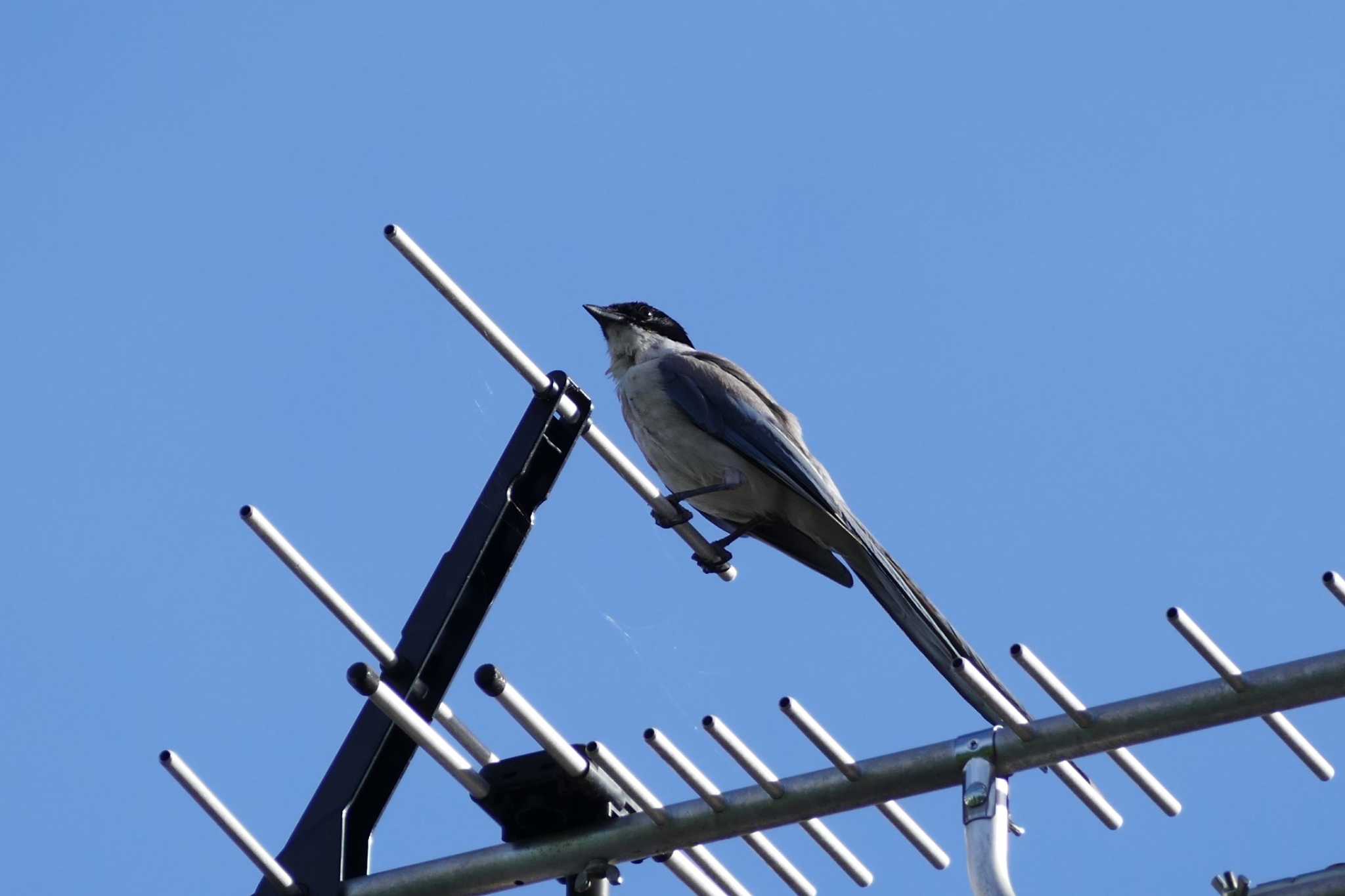 Photo of Azure-winged Magpie at 東京都 by アカウント5509