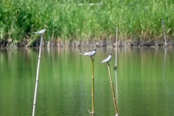 クロハラアジサシ 伊佐沼 2023年7月25日(火)