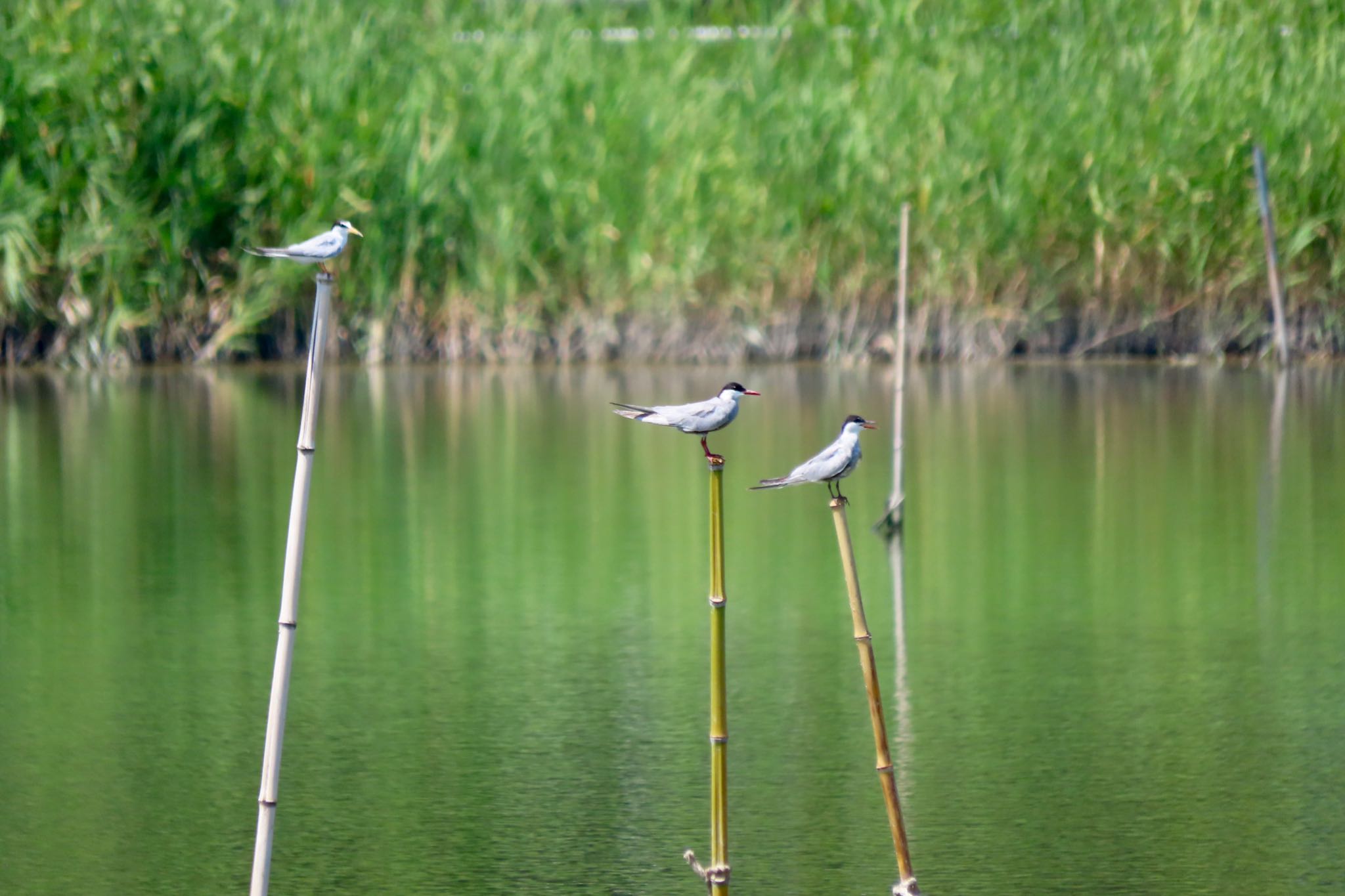 伊佐沼 クロハラアジサシの写真 by 中学生探鳥家