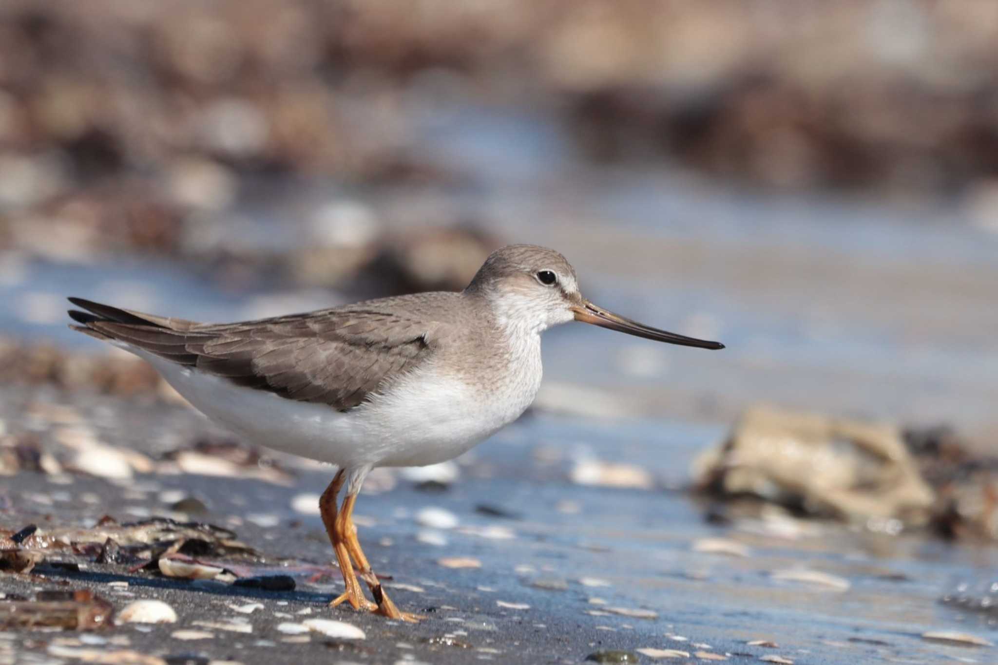 Terek Sandpiper