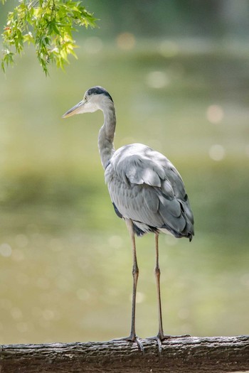 アオサギ 明石公園 2018年8月19日(日)