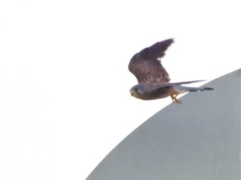 2023年8月27日(日) 見沼たんぼの野鳥観察記録