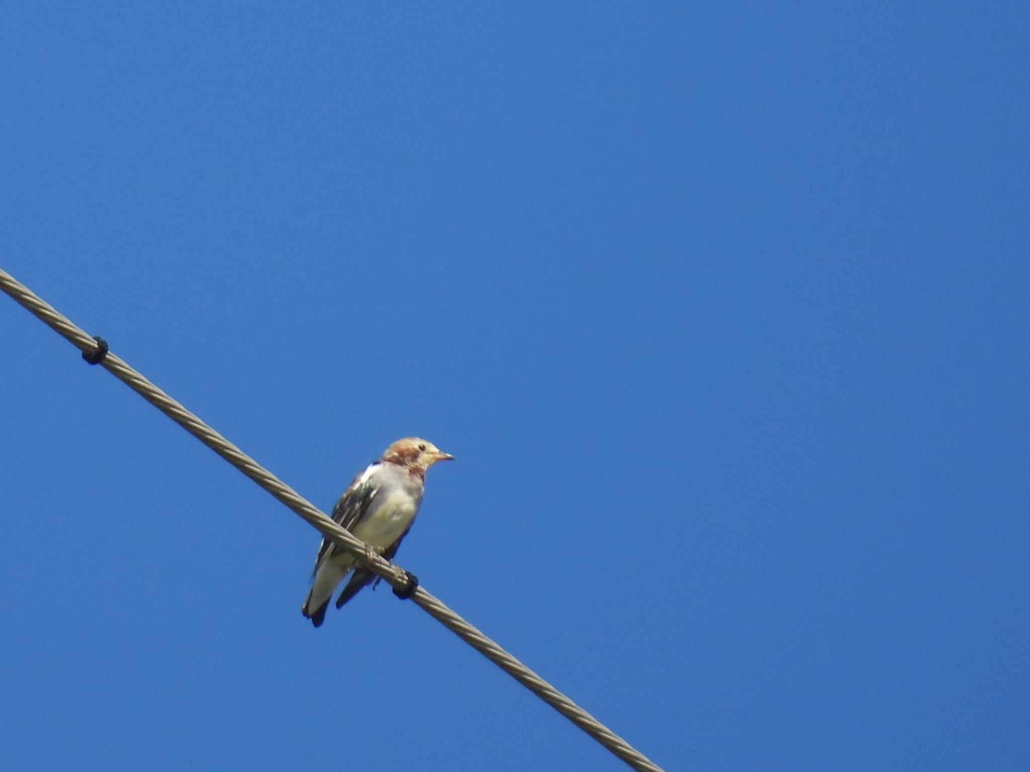 Chestnut-cheeked Starling