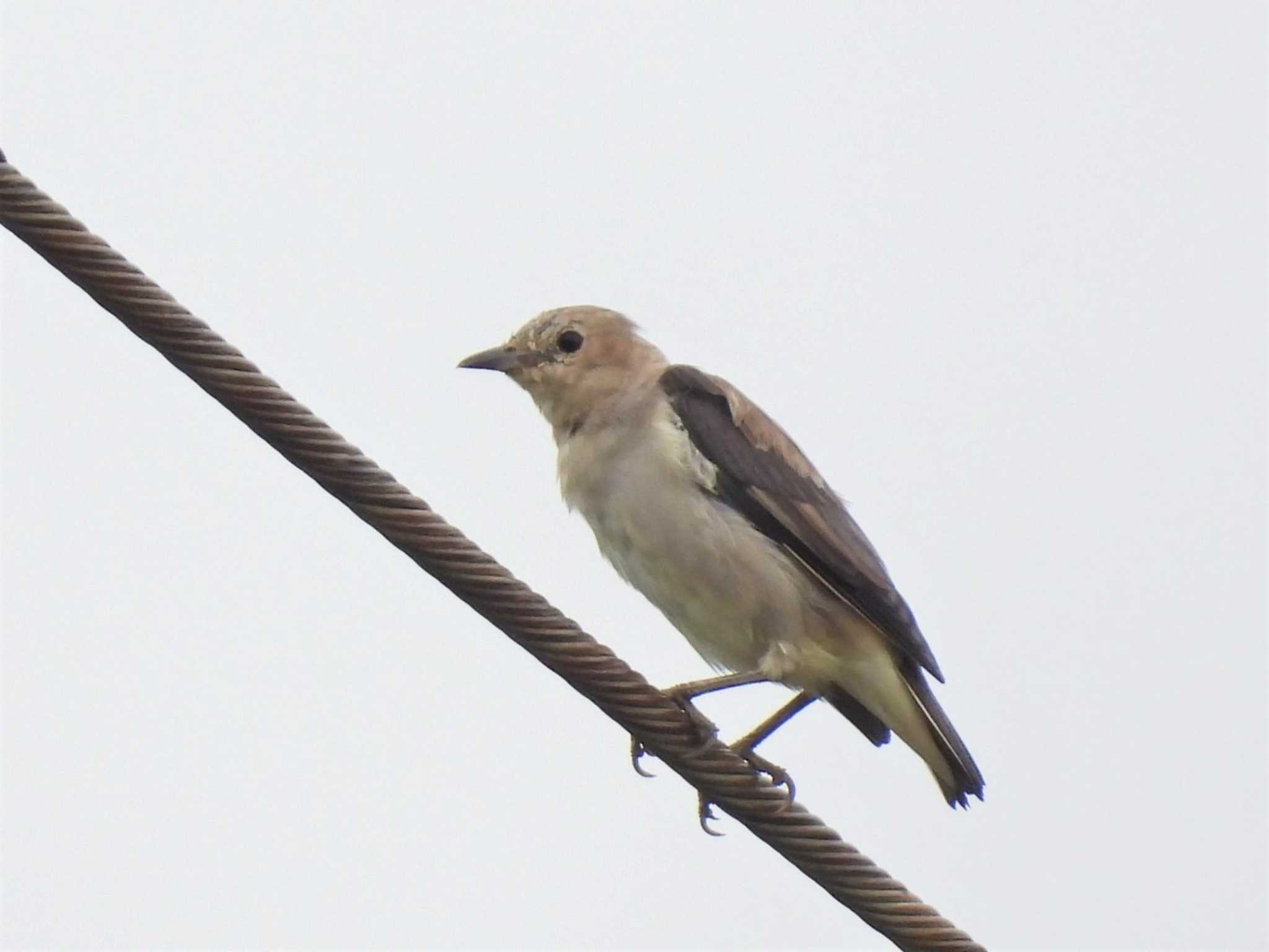 Chestnut-cheeked Starling