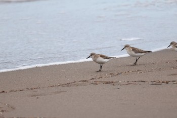 2023年8月29日(火) 新川河口(札幌市)の野鳥観察記録