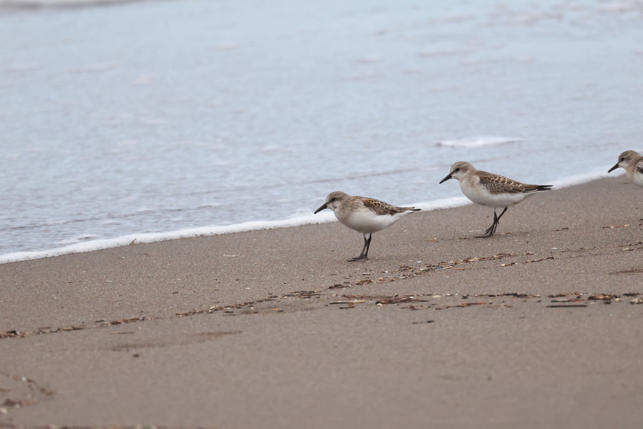 Red-necked Stint