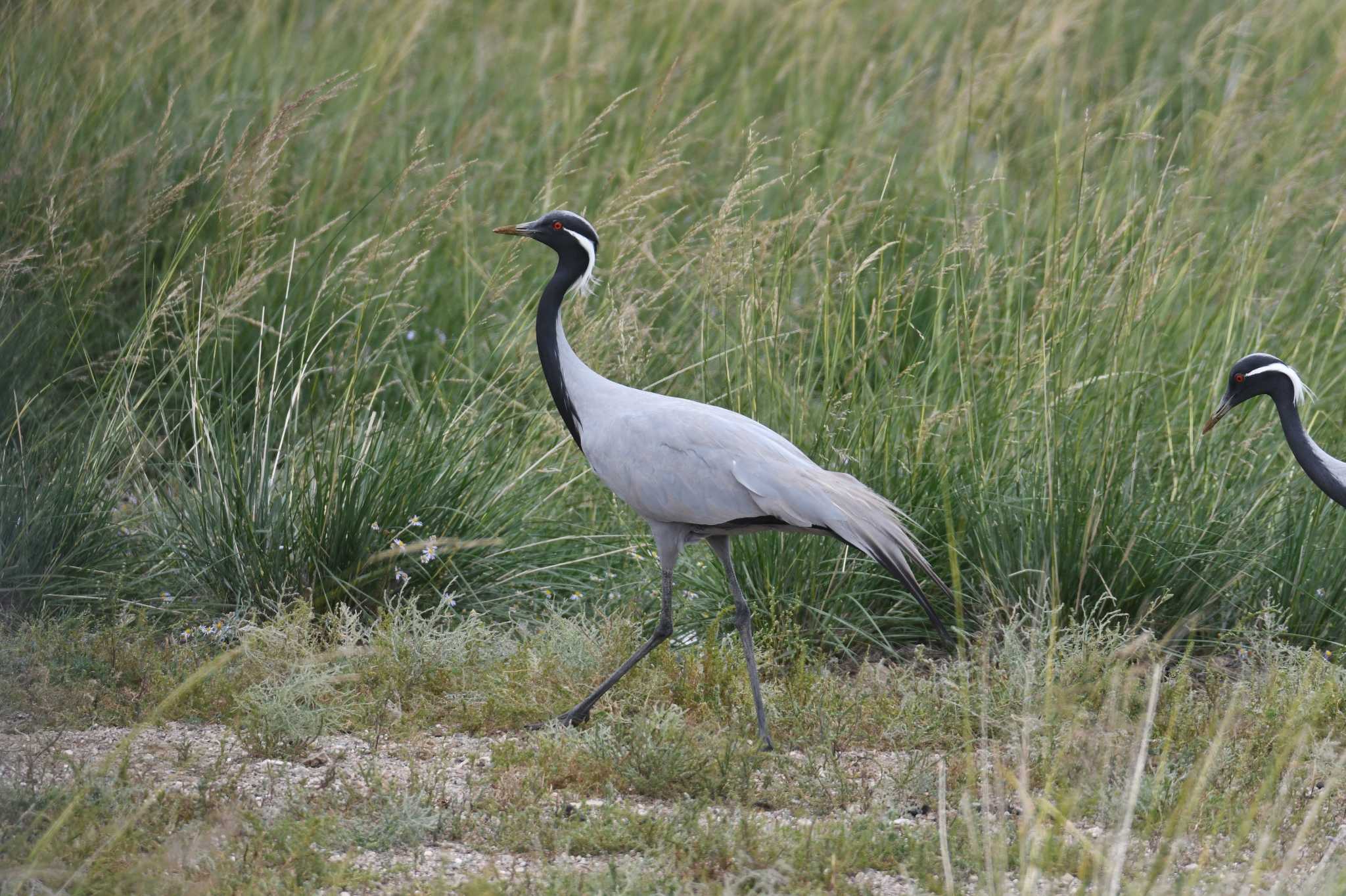 Photo of Demoiselle Crane at 中央ゴビ by あひる