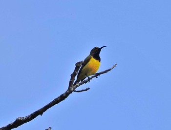 Ornate Sunbird ケアンズ Thu, 8/10/2023