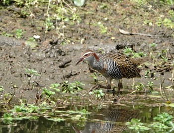 Buff-banded Rail ケアンズ Thu, 8/10/2023