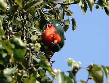 キンショウジョウインコ ケアンズ 2023年8月10日(木)