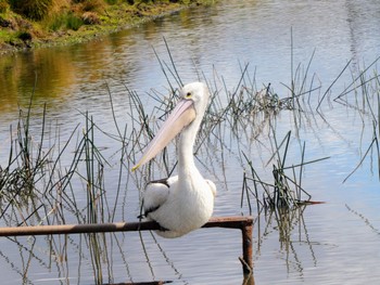 コシグロペリカン Central Coast Wetlands Pioneer Dairy(NSW) 2023年8月26日(土)