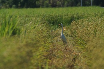 チュウサギ 静岡県 2023年8月25日(金)