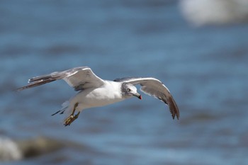 ウミネコ ふなばし三番瀬海浜公園 2023年8月29日(火)