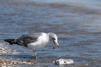 ウミネコ ふなばし三番瀬海浜公園 2023年8月29日(火)