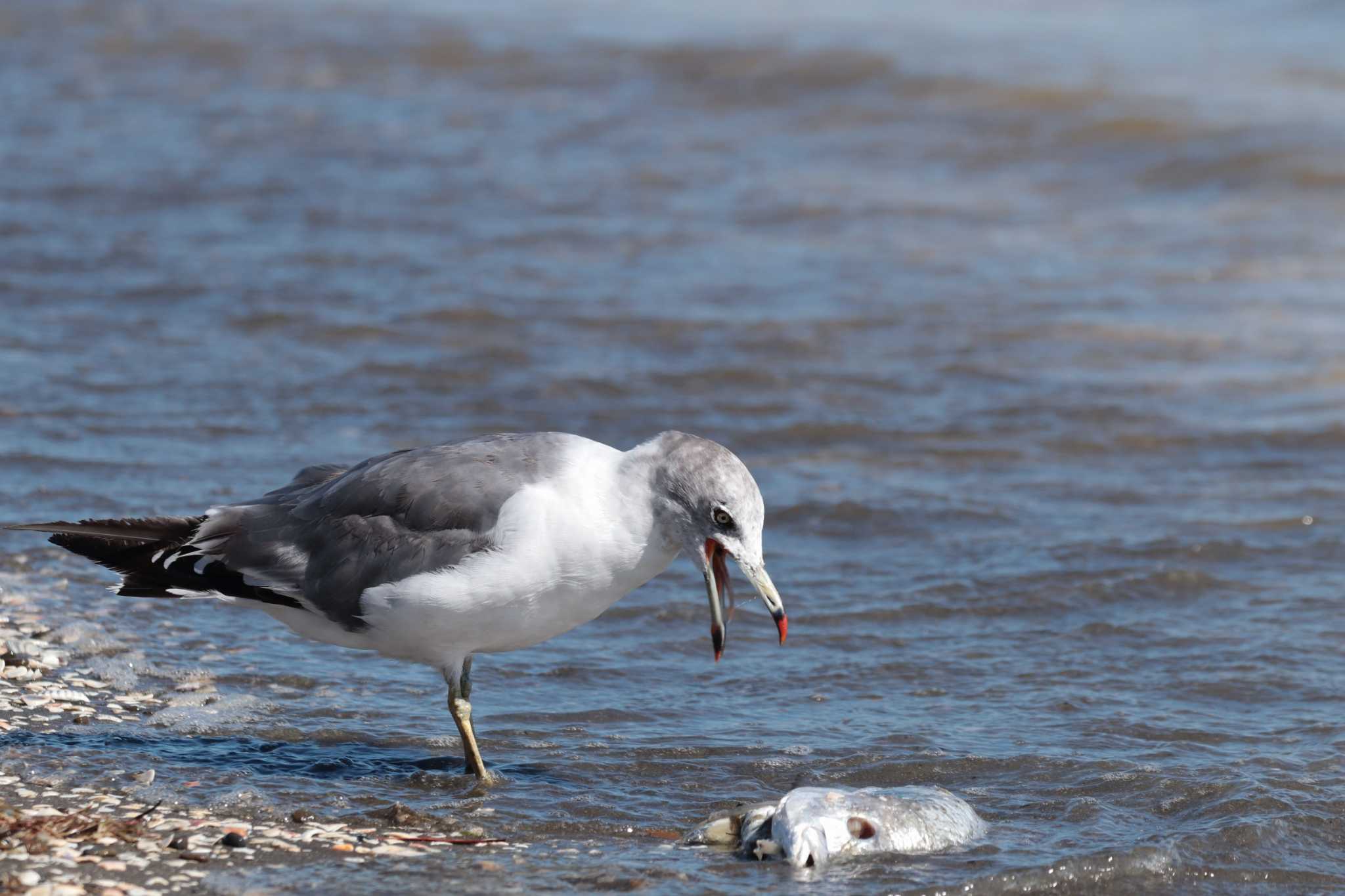 Black-tailed Gull