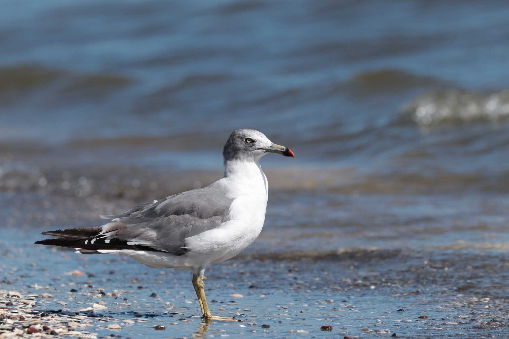 Black-tailed Gull