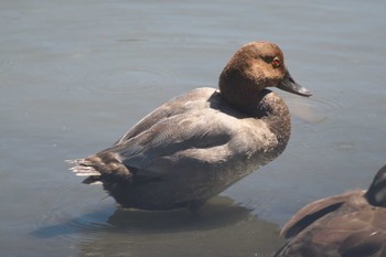 ホシハジロ 東京港野鳥公園 2023年9月1日(金)