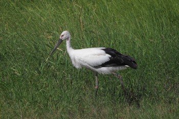 2023年9月1日(金) 東京港野鳥公園の野鳥観察記録