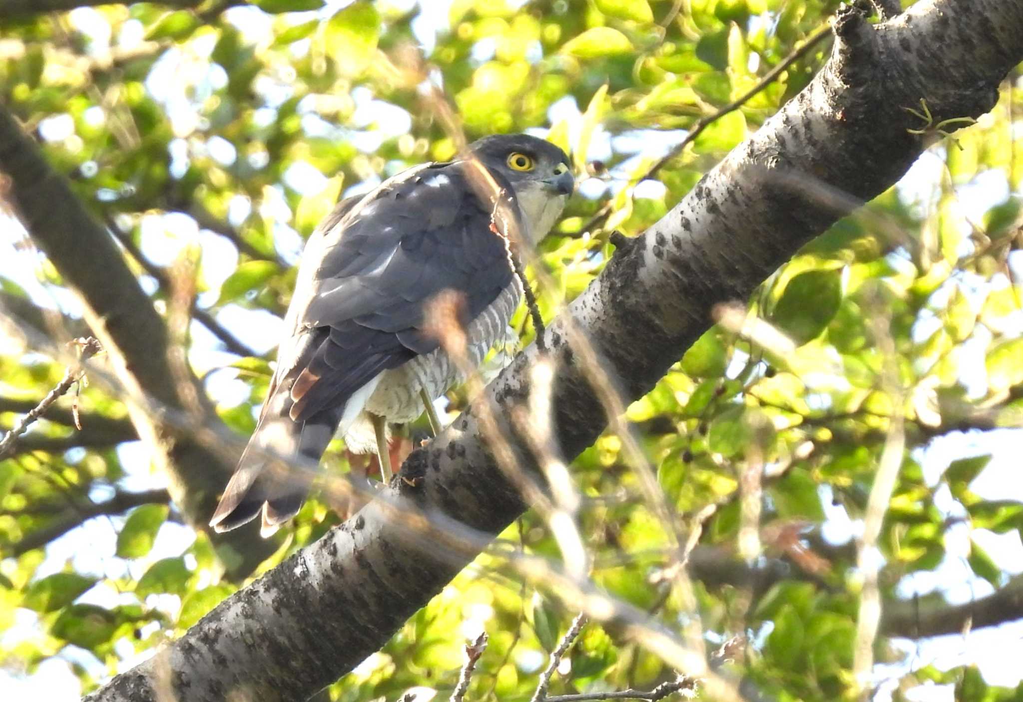 Japanese Sparrowhawk