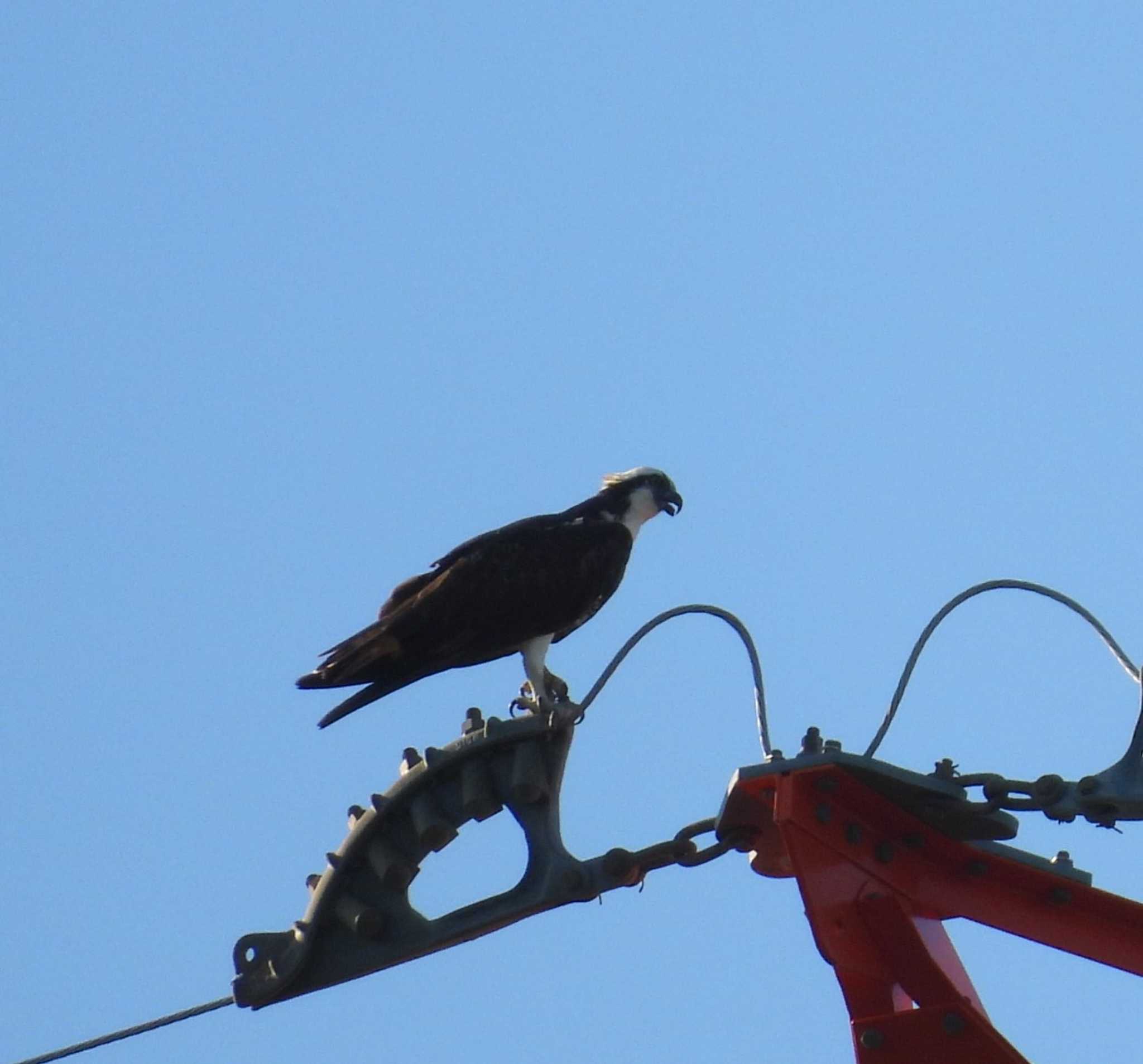 Osprey