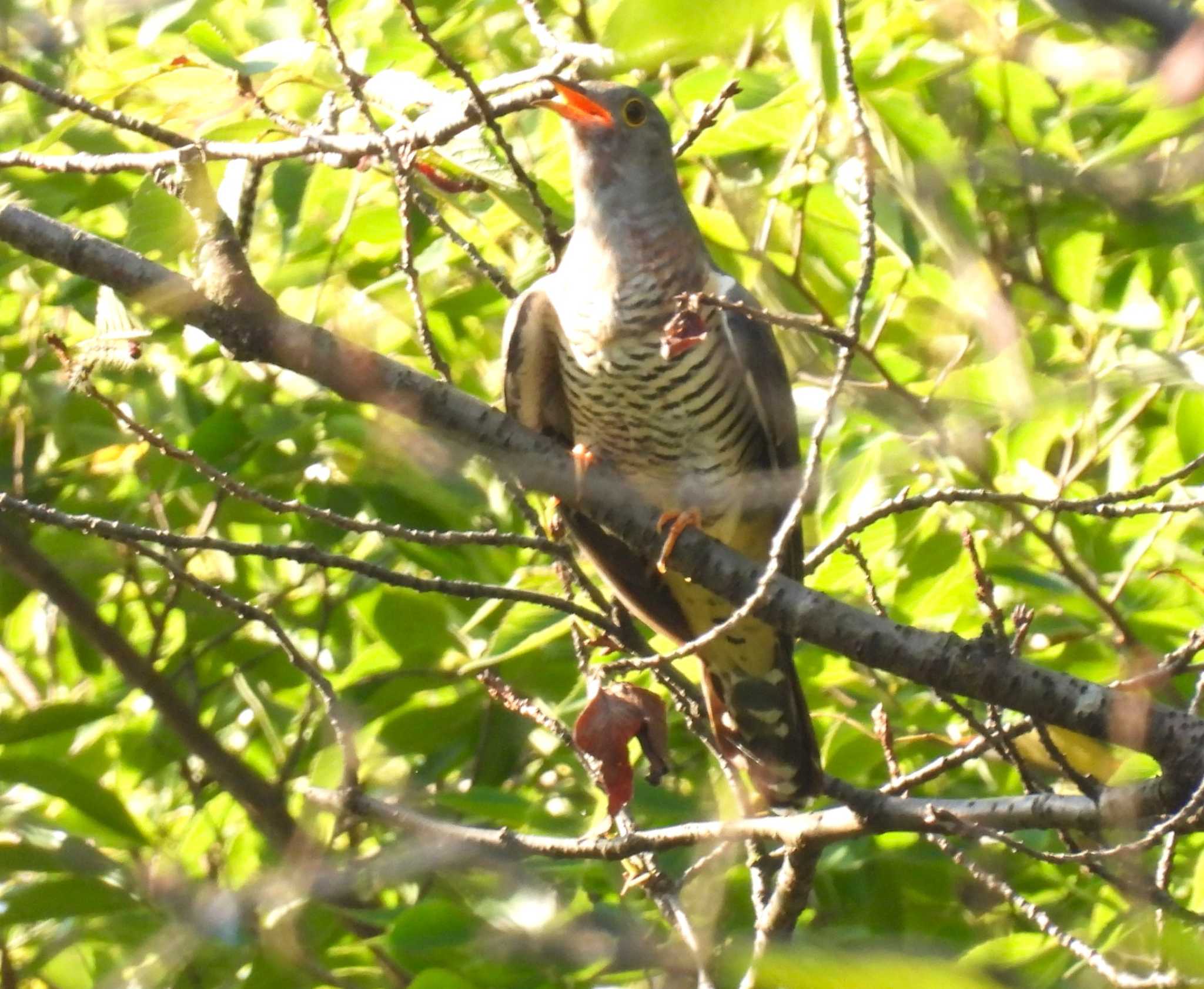 Oriental Cuckoo