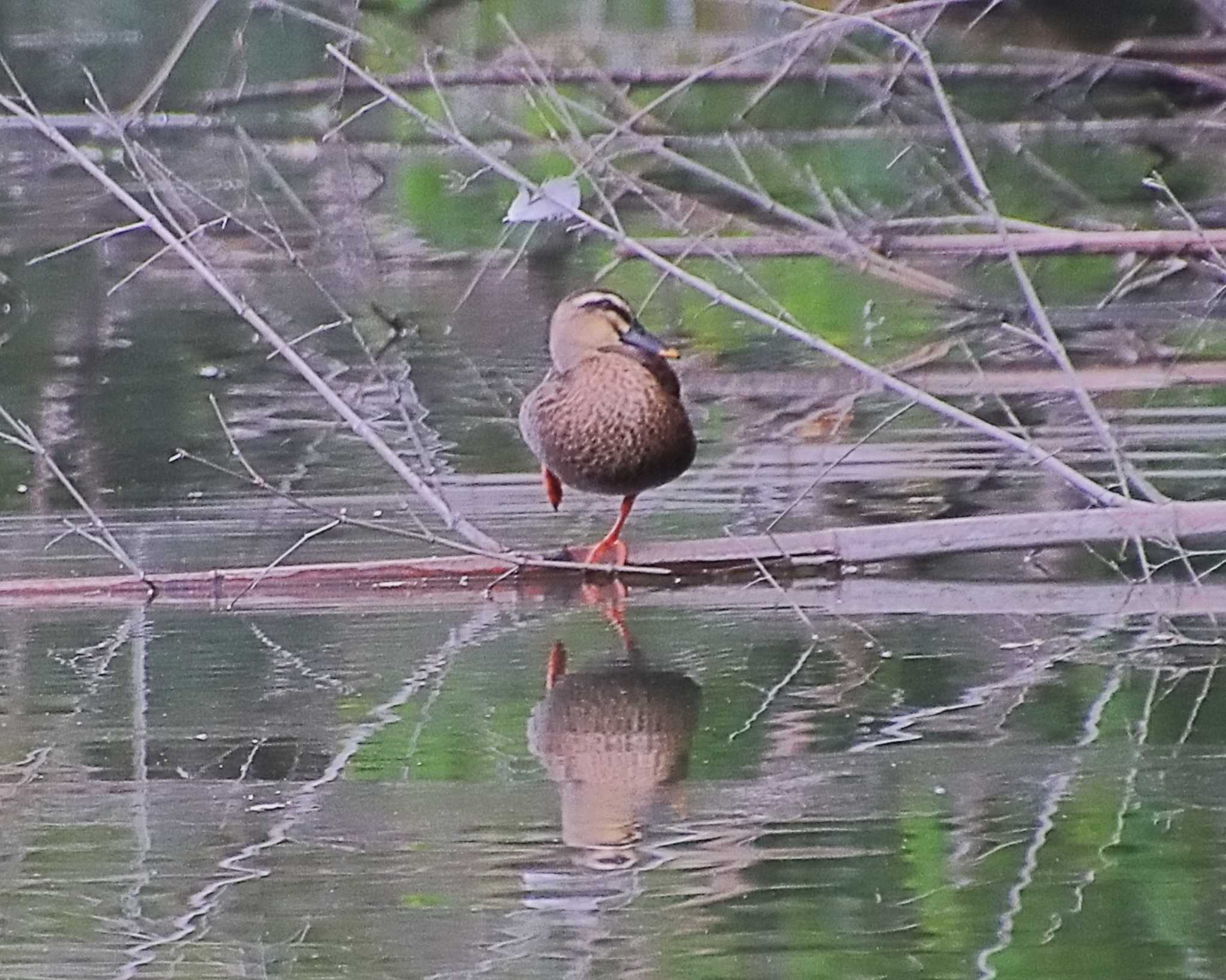 カルガモ