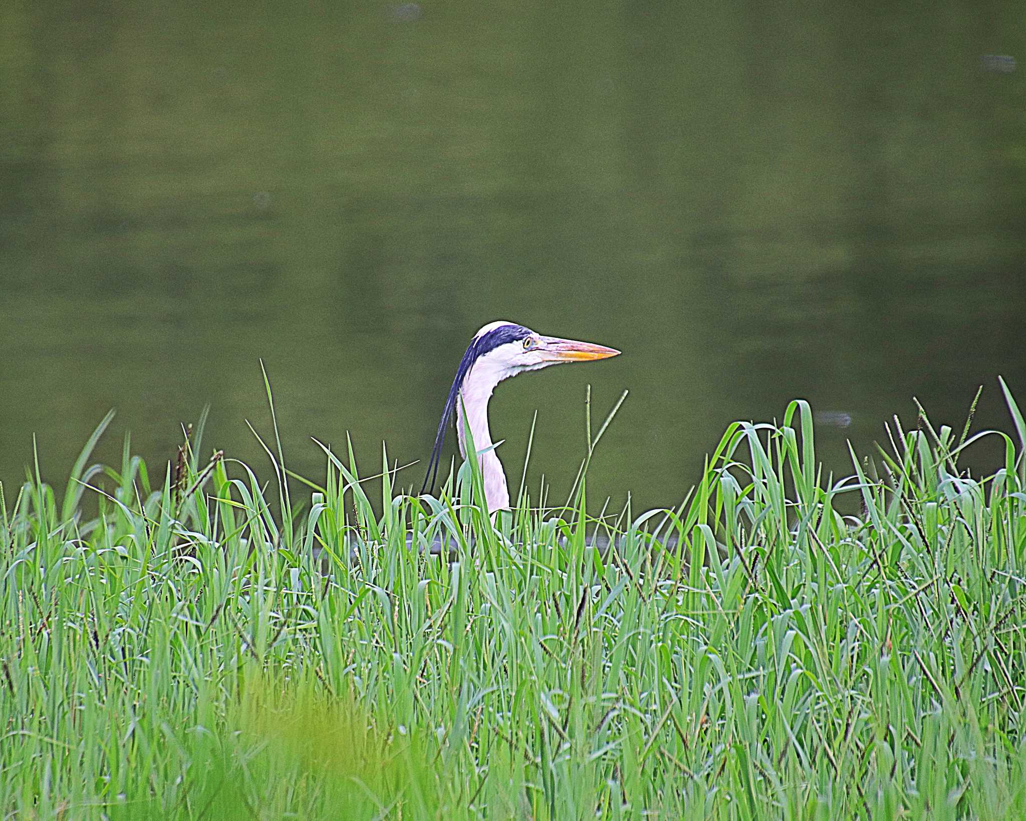 Grey Heron