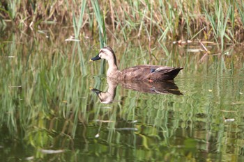 Eastern Spot-billed Duck 古河公方公園 Sat, 9/2/2023