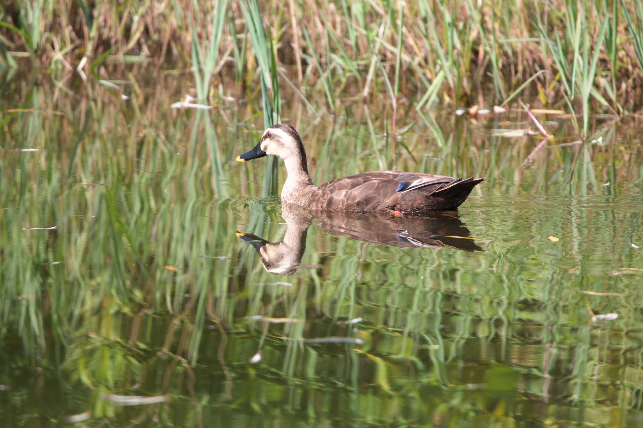 Eastern Spot-billed Duck