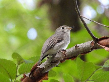 2023年9月2日(土) 旭山記念公園の野鳥観察記録