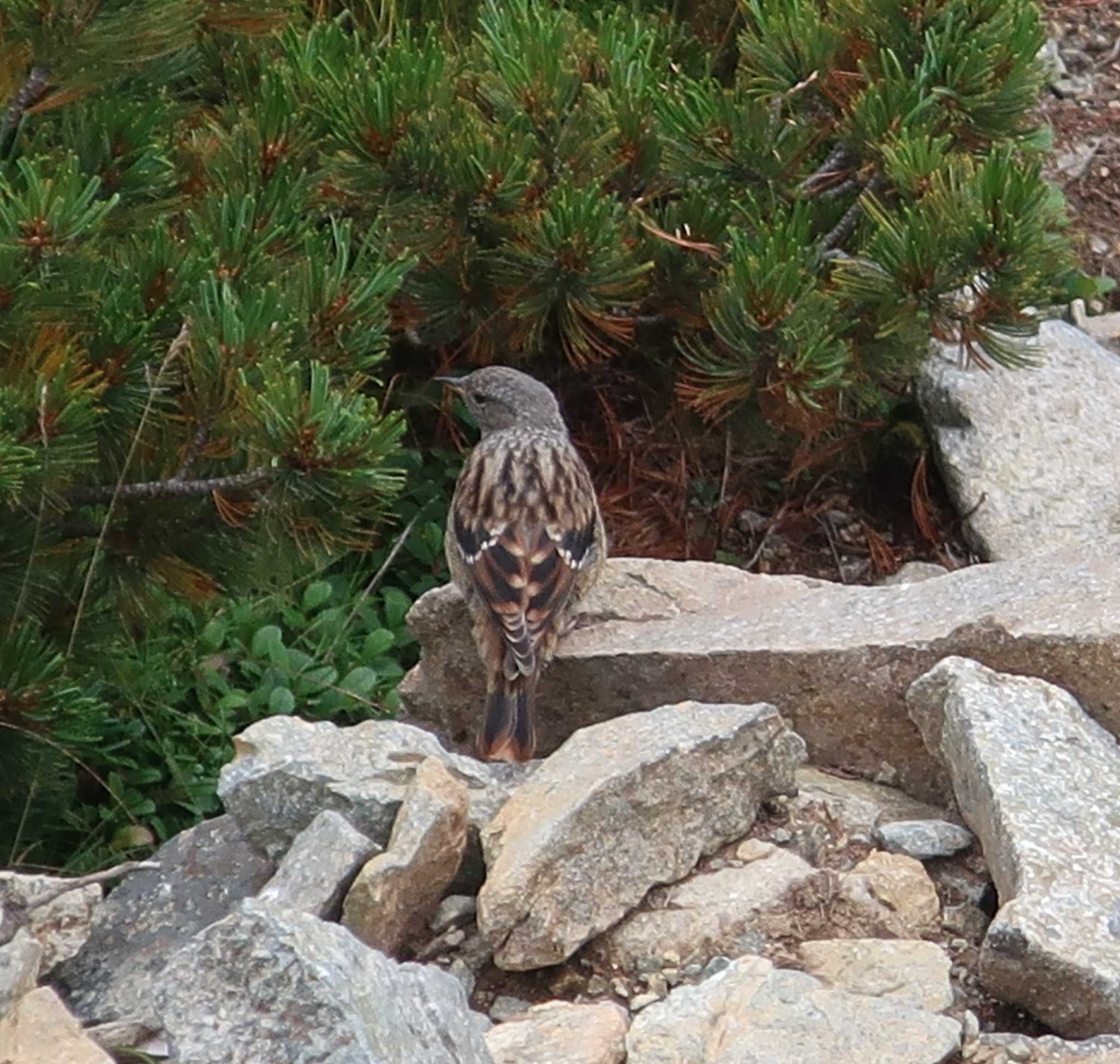 Photo of Alpine Accentor at 西穂高岳 by 気ままに山歩