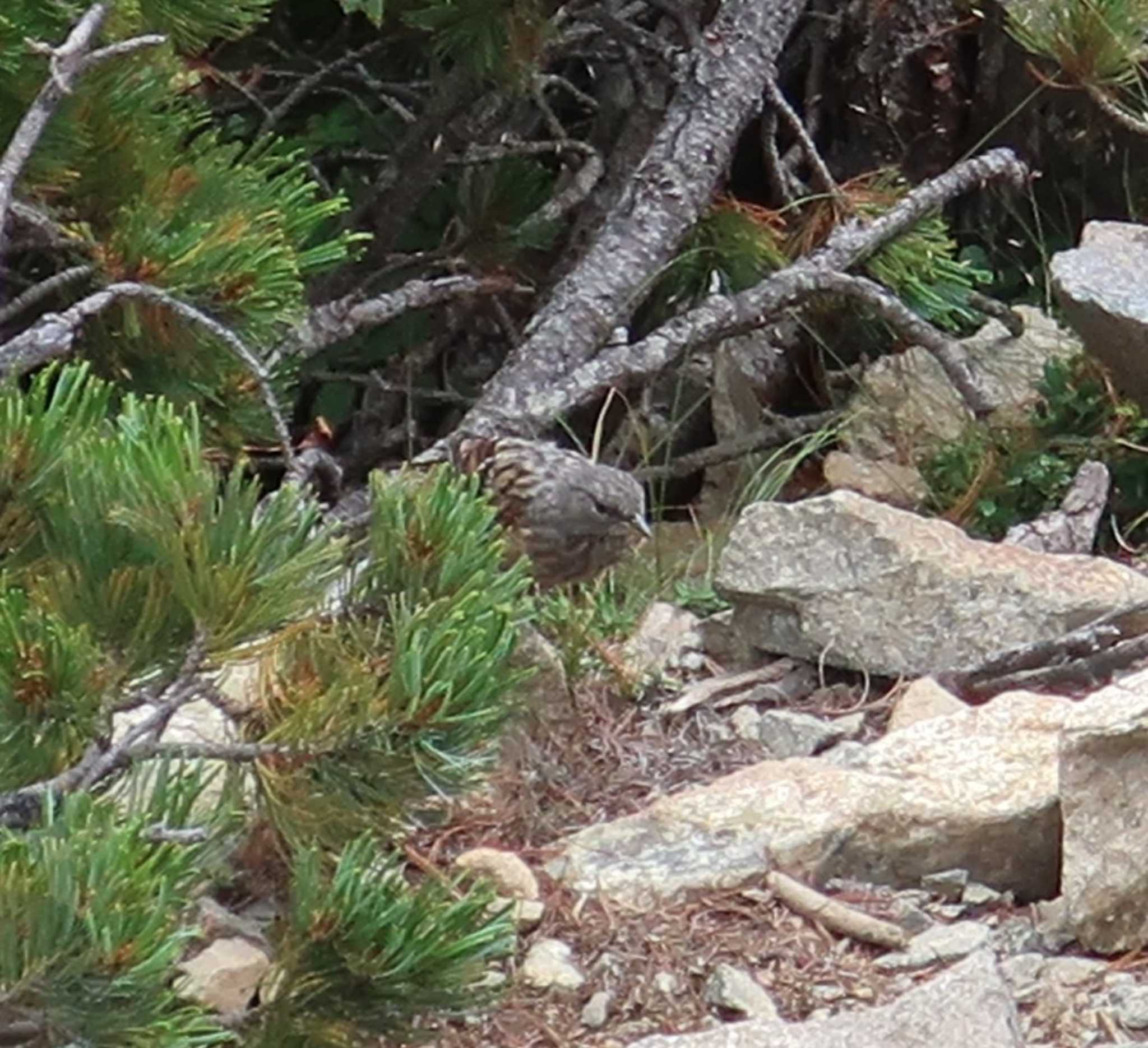 Photo of Alpine Accentor at 西穂高岳 by 気ままに山歩