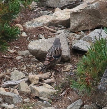 Alpine Accentor 西穂高岳 Thu, 8/31/2023