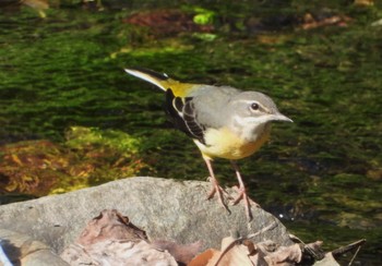 Grey Wagtail 東京都世田谷区 Sat, 9/2/2023